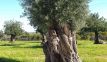 Casa de Alpendre | oude olijfboom